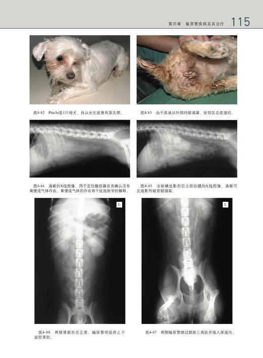 小动物后腹部手术（世界兽医经典著作译丛•小动物外科系列） 商品图8