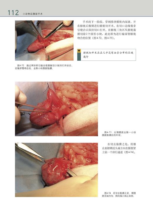 小动物后腹部手术（世界兽医经典著作译丛•小动物外科系列） 商品图5