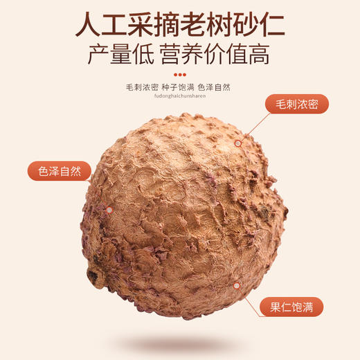 福东海 正宗春砂仁65克 精选大颗粒春沙仁干果阳春砂 煲汤蒸肉磨粉调味 商品图1