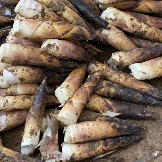 临安春笋 商品图8