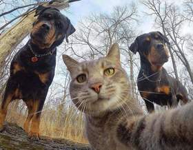 预防大于治疗，猫狗护牙不能拖！