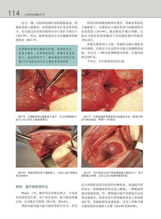 小动物后腹部手术（世界兽医经典著作译丛•小动物外科系列） 商品图7