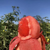 特惠福利『攀枝花露天沙瓤番茄』自有番茄园，沙瓤细腻，果肉肥厚 商品缩略图6