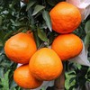 新鲜水果 甜润多汁耙耙柑 8.8元/斤 3斤装 商品缩略图3
