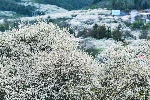 精品，1月25日出发【清远】阳山千亩李花•水浪花谷2天摄影（精品团） 商品图1