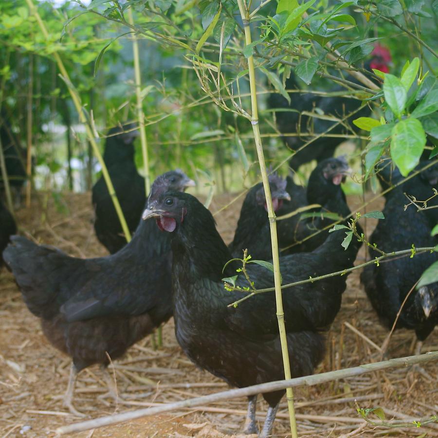 【包邮】五黑母鸡(黑肉)| 生态散养200天以上,遵循有机标准,放心肉