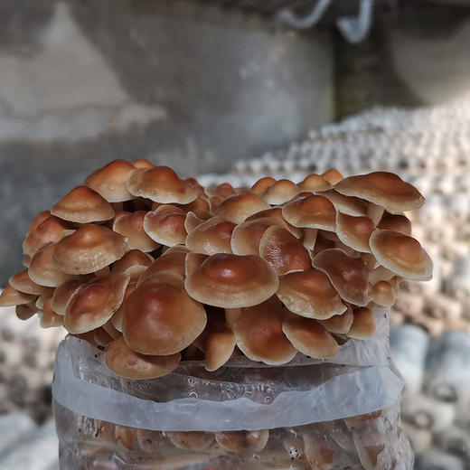 生态蔬菜 黄金针菇新鲜200g京津冀满百包邮 商品图2