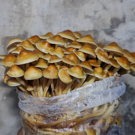 生态蔬菜 黄金针菇新鲜200g京津冀满百包邮 商品图5