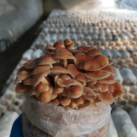 生态蔬菜 黄金针菇新鲜200g京津冀满百包邮 商品图1