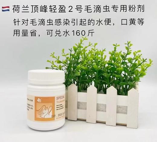 【轻盈2号-毛滴虫粉】100g毛滴虫净/念球菌（荷兰顶峰） 商品图1