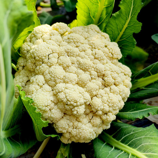 每日现砍农家散菜花优选品种生态种植松散个大脆嫩爽口500g