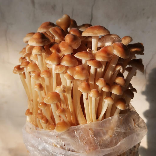 生态蔬菜 黄金针菇新鲜200g京津冀满百包邮 商品图3