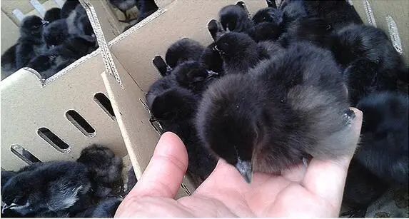 【包邮】五黑母鸡(黑肉)| 生态散养200天以上,遵循有机标准,放心肉