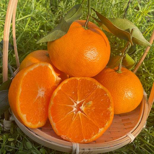 四川明日见柑橘    柑香浓郁  甜美多汁   细嫩化渣   5斤 商品图2