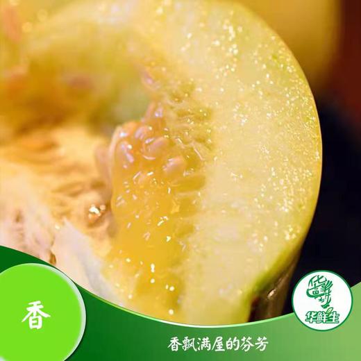 【产地直发包邮】畛甜—马连庄甜瓜 商品图1