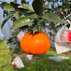 四川明日见柑橘    柑香浓郁  甜美多汁   细嫩化渣   5斤 商品缩略图5