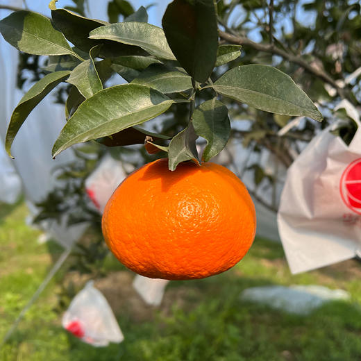 四川明日见柑橘    柑香浓郁  甜美多汁   细嫩化渣   5斤 商品图5