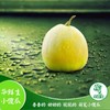 【产地直发包邮】畛甜—马连庄甜瓜 商品缩略图3