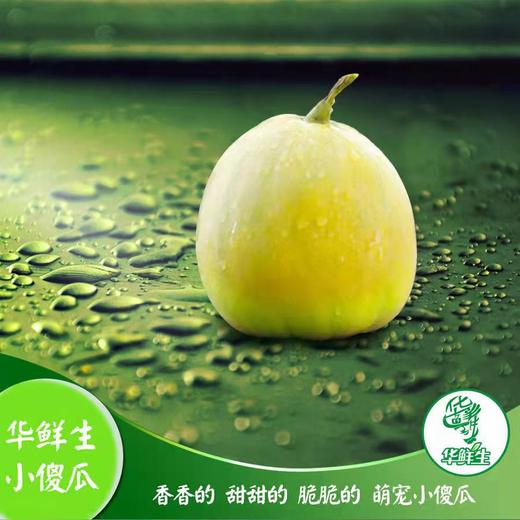 【产地直发包邮】畛甜—马连庄甜瓜 商品图3