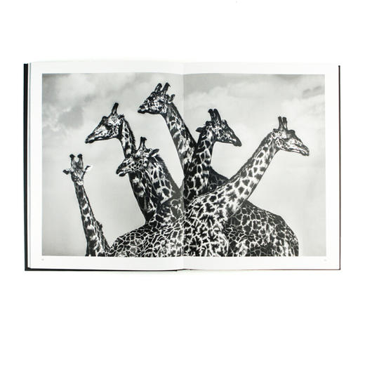 神圣自然 生命的永恒之舞 乔纳森 斯科特 安吉拉 斯科特 著 摄影艺术 商品图1