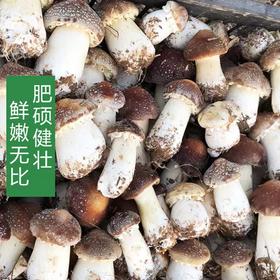 【严选】三湖美新鲜现摘赤松茸1000g泡沫箱装（基地直发）