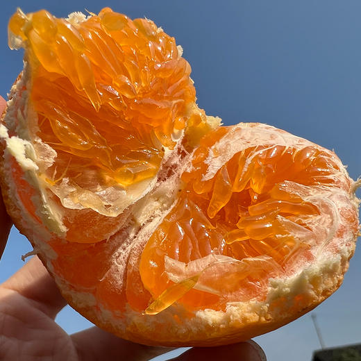 四川明日见柑橘    柑香浓郁  甜美多汁   细嫩化渣   5斤 商品图1