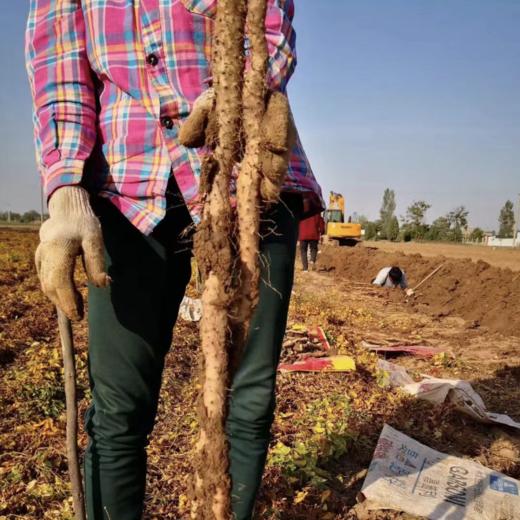 河南温县垆土铁棍山药、粉糯香甜，道地怀山药、养出好脾胃，长得不好看，但是真正有药性的就是它 商品图10