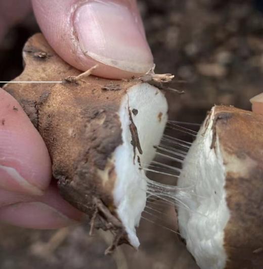河南温县垆土铁棍山药、粉糯香甜，道地怀山药、养出好脾胃，长得不好看，但是真正有药性的就是它 商品图2
