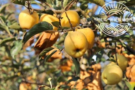 维纳斯 黄金苹果 纯甜无酸 清脆香甜 多汁 商品图2