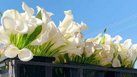 我与花花的美好生活