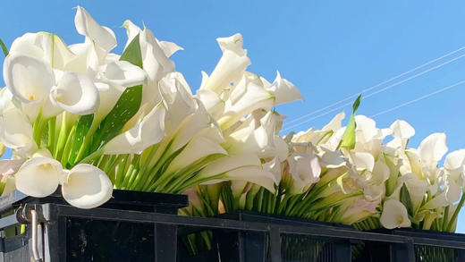 我与花花的美好生活 商品图0