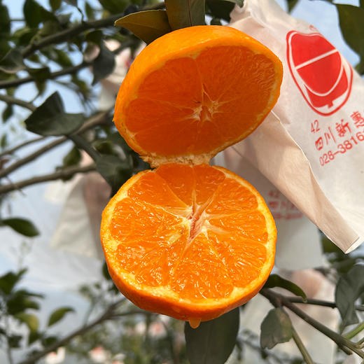 四川明日见柑橘    柑香浓郁  甜美多汁   细嫩化渣   5斤 商品图6