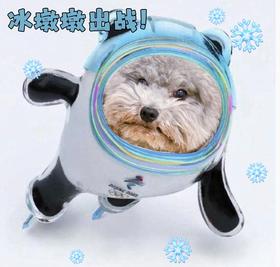 狗狗一天尿几次算正常