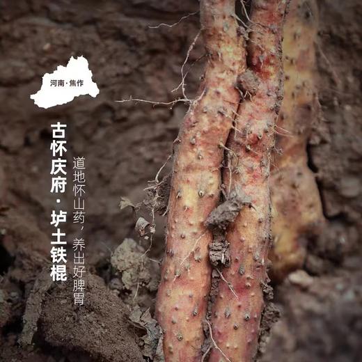 河南温县垆土铁棍山药、粉糯香甜，道地怀山药、养出好脾胃，长得不好看，但是真正有药性的就是它 商品图0