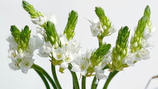 花仙子为我带来惊喜 商品图0