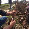 河南温县垆土铁棍山药、粉糯香甜，道地怀山药、养出好脾胃，长得不好看，但是真正有药性的就是它 商品缩略图5