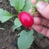樱桃水果萝卜 商品缩略图0