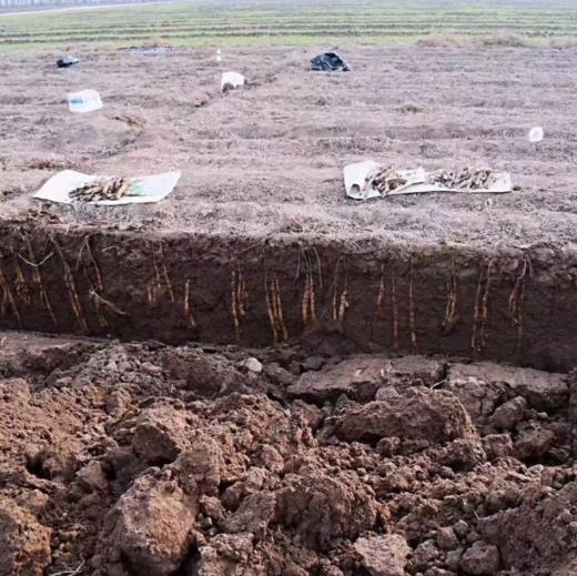 河南温县垆土铁棍山药、粉糯香甜，道地怀山药、养出好脾胃，长得不好看，但是真正有药性的就是它 商品图7