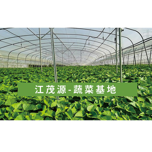 自有基地生态蔬菜箱（5款蔬菜）包含应季蔬菜5款 商品图3