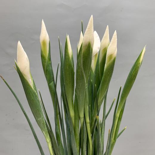 鸢尾-白色 商品图1