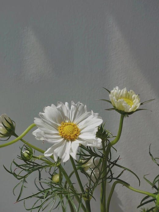 配花 | 格桑花白色 商品图1