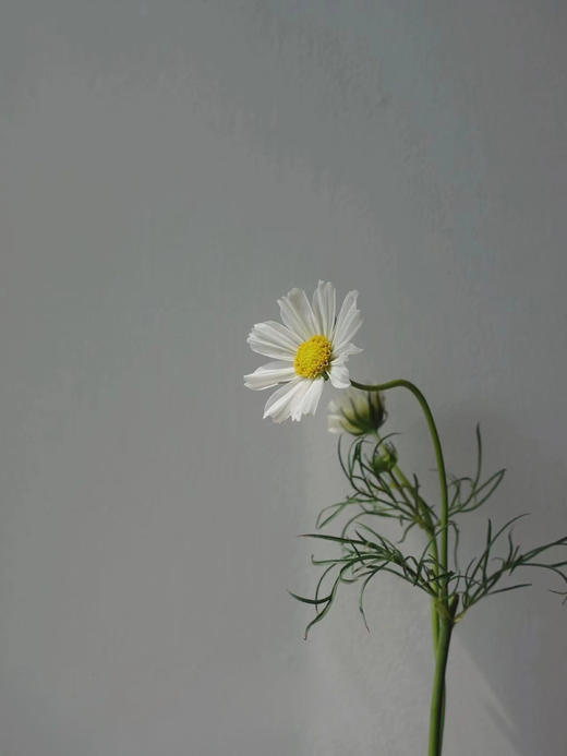 配花 | 格桑花白色 商品图2