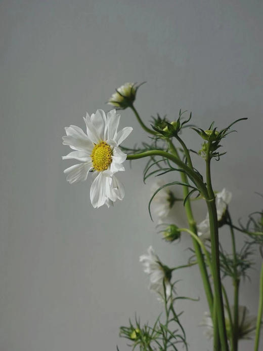 配花 | 格桑花白色 商品图3