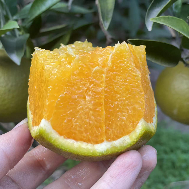 秭归黑美人脐橙,汁水充足,果肉细嫩化渣
