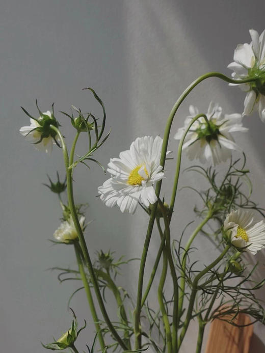 配花 | 格桑花白色 商品图4