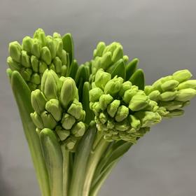 进口风信子-白色