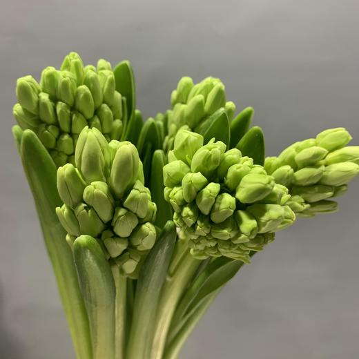 进口风信子-白色 商品图0