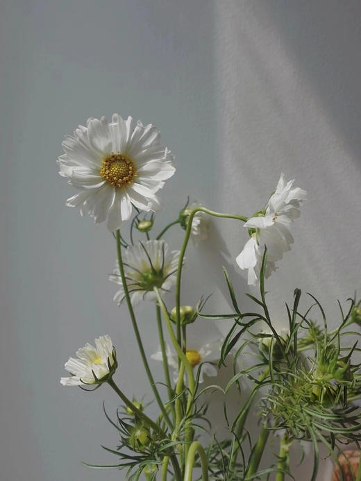 配花 | 格桑花白色 商品图5