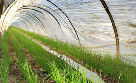 如何提高大葱育苗出苗率和成活率