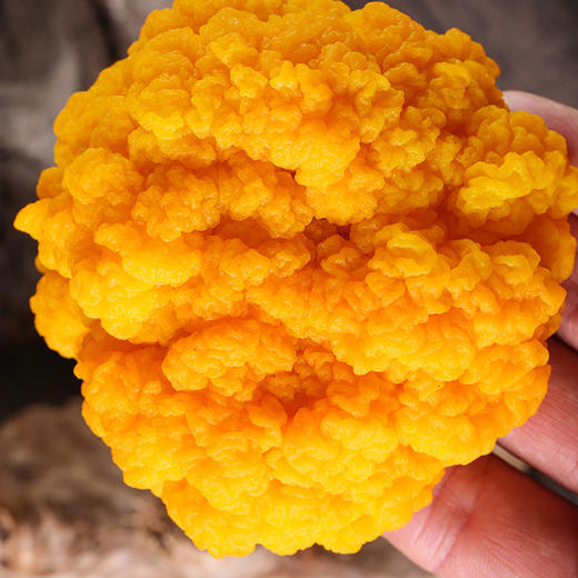 金耳菌中燕窝，来自云南大山里的山珍美味   富含蛋白质 氨基酸   胶质细腻  口感QQ弹弹    适合炖煮 商品图1